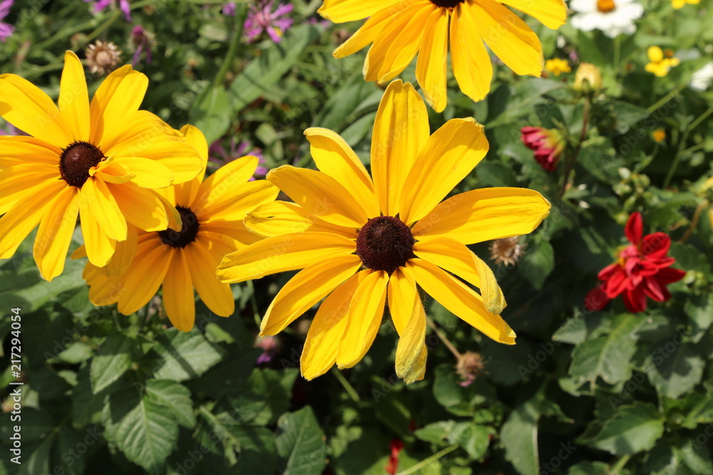 Fototapeta premium Beautiful yellow flowers in the garden / Echinacea