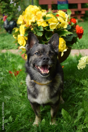 Happy mixed breed dog is sitting in the grass in a garden
