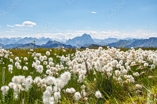 Cotton grass Alps Austria
