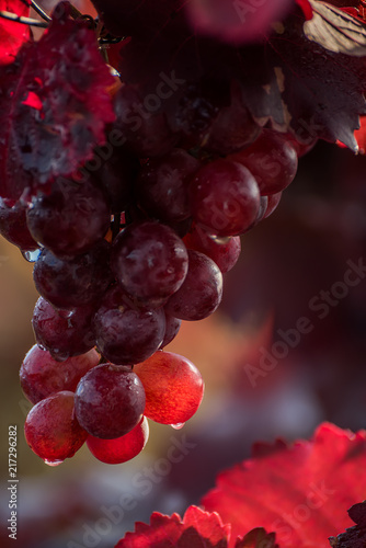 Pink grape of grapes among the leaves of the vineyard. A sunny autumn day in a vineyard. Selective soft focus. 