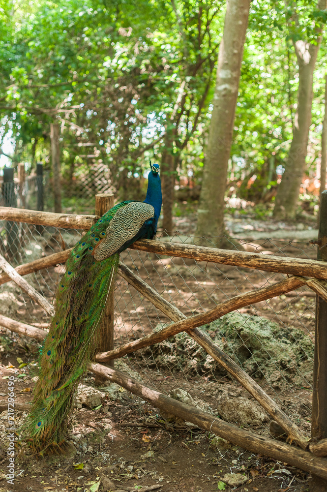 Fototapeta premium Beautiful peacock sitting on a wooden fence against the forest