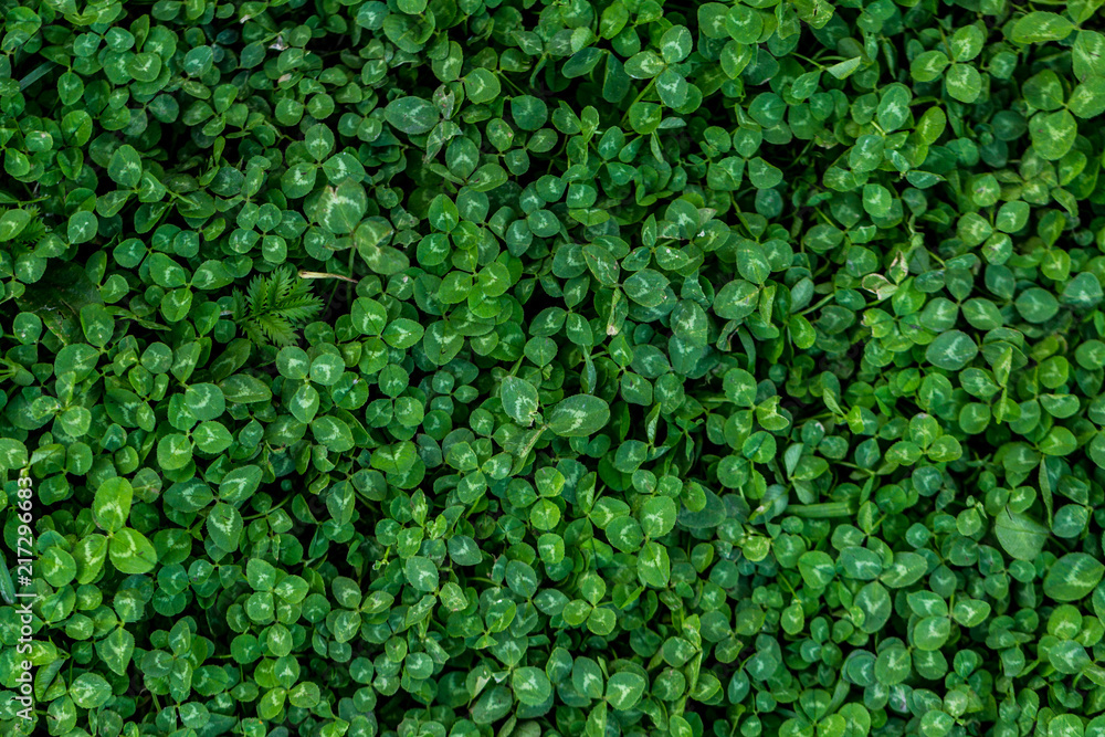 Texture of green grass. Wallpaper Texture of green grass. Wallpaper