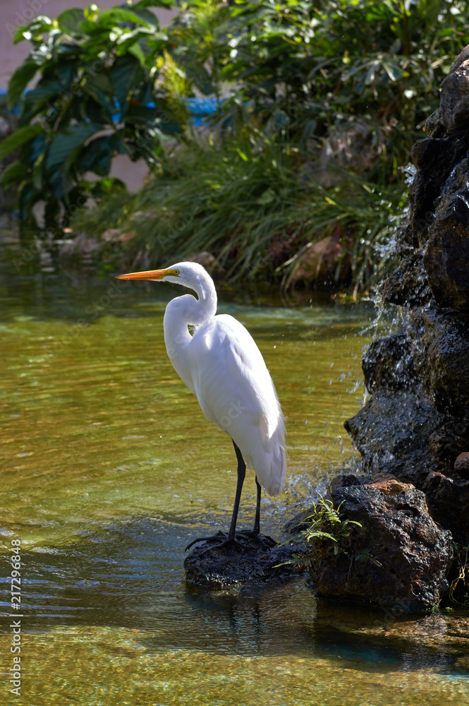 Fototapeta premium White Heron next to the waterfall