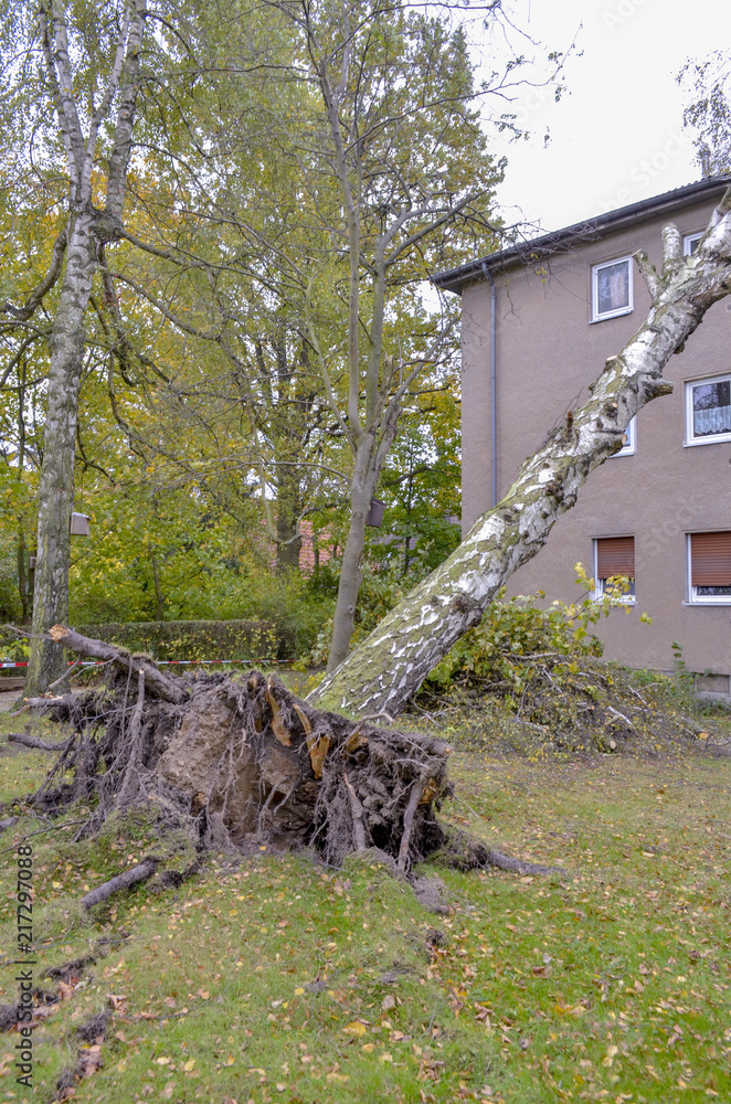 Fototapeta premium Storm damage with fallen birch and damaged house after hurricane Herwart in Berlin, Germany