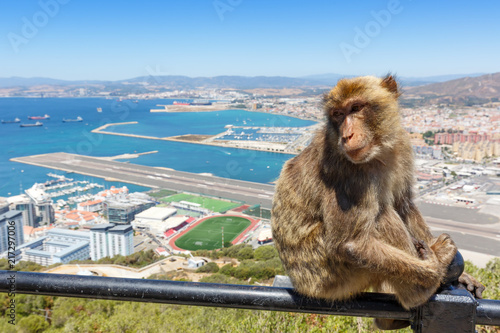 Gibraltar Affe Affen Affenfelsen Urlaub Flughafen Airport Spanien © Markus Mainka