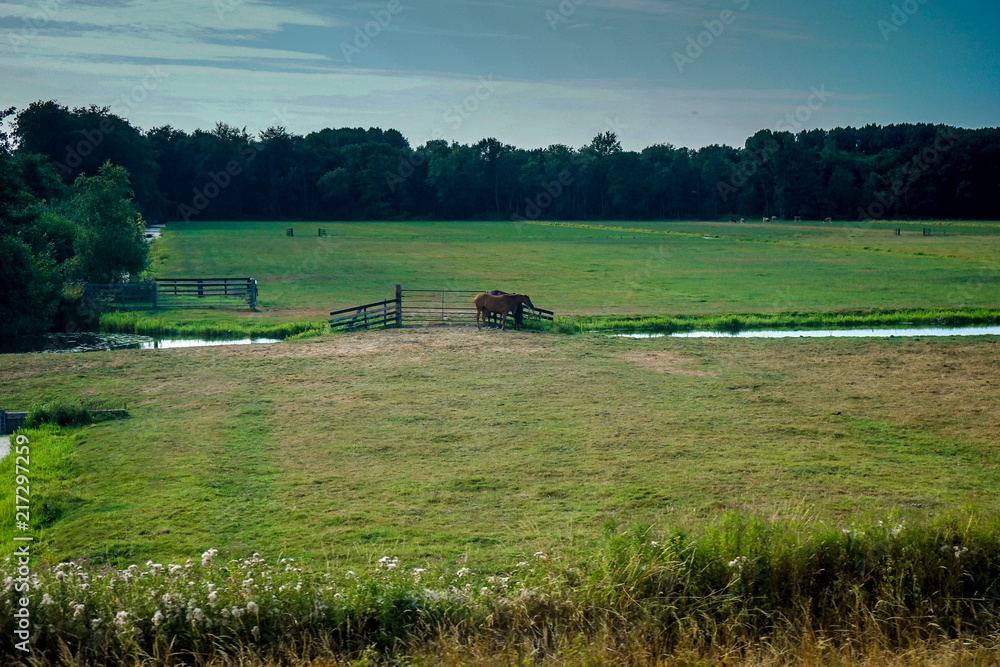 Fototapeta premium Netherlands, South Holland, a herd of cattle standing on top of a lush green field