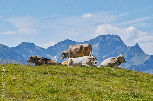Cows in the Alps © Jareck