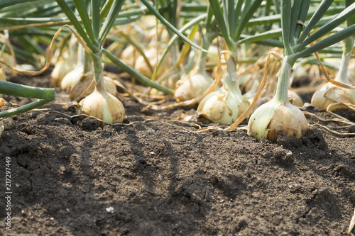 The onion is grown on the soil in the plots. Productivity of Thai farmers.