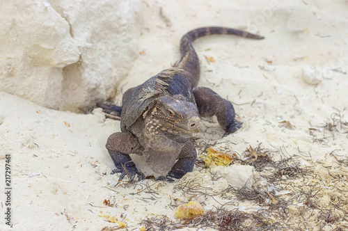 Large scaly Iguana close-up against a background of sand © vizland