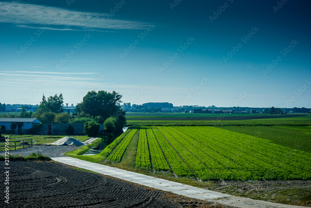 Netherlands, South Holland, a long green grass