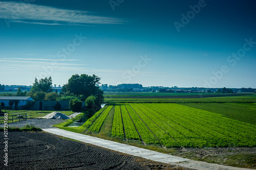 Netherlands, South Holland, a long green grass
