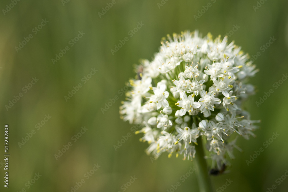 Close up white onion flower of Thai farmers. To seed the next breeding season. Close up white onion flower of Thai farmers. To seed the next breeding season.