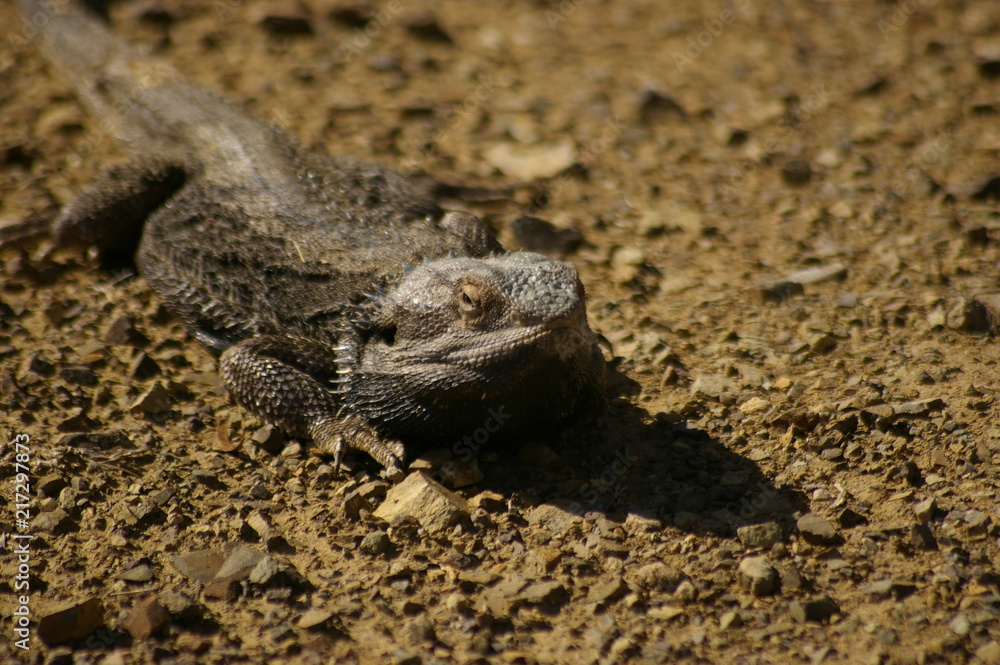 Wild Bearded Dragon lizard sunning on a dirt road in rural New South Wales, Australia Wild Bearded Dragon lizard sunning on a dirt road in rural New South Wales, Australia