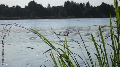 Ducks in the water on a sunny summer day photo