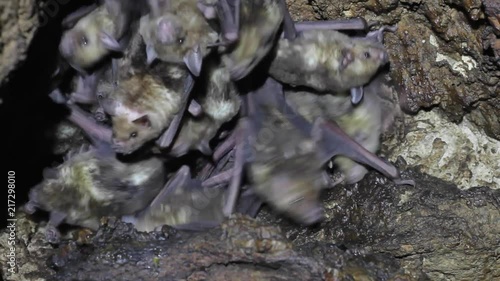 Large colony of Antillean fruit-eating bats in a cave on the Caribbean island of Antigua