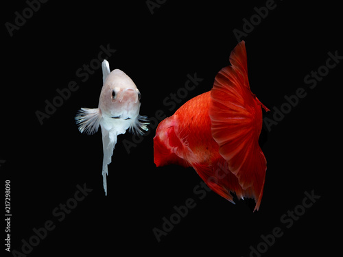 siames fighting fish..Halfmoon Betta.plakad photo