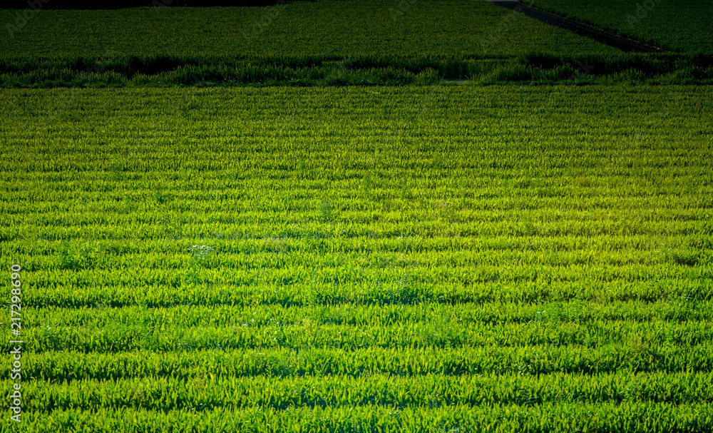 Netherlands, South Holland, a close up of a lush green field