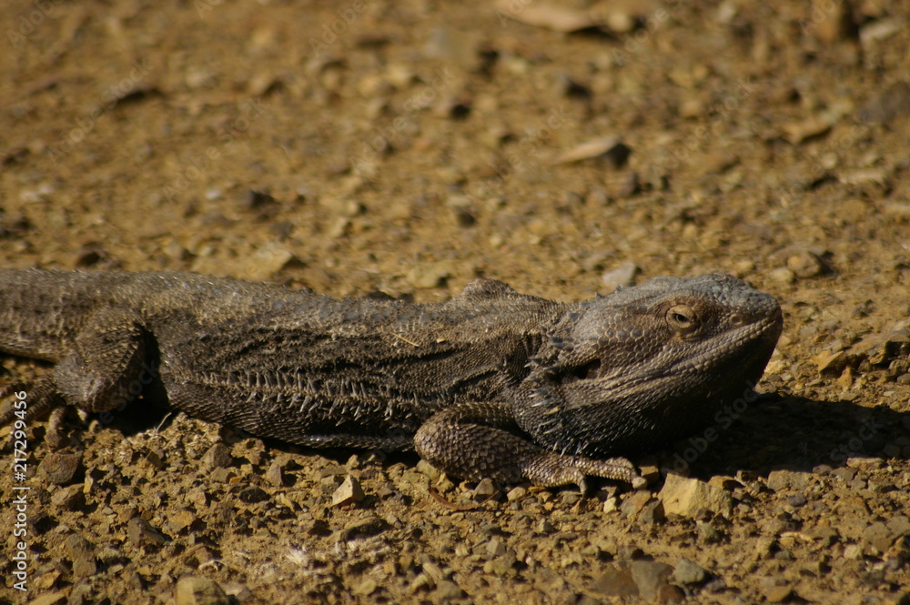 Wild Bearded Dragon lizard sunning on a dirt road in rural New South Wales, Australia Wild Bearded Dragon lizard sunning on a dirt road in rural New South Wales, Australia