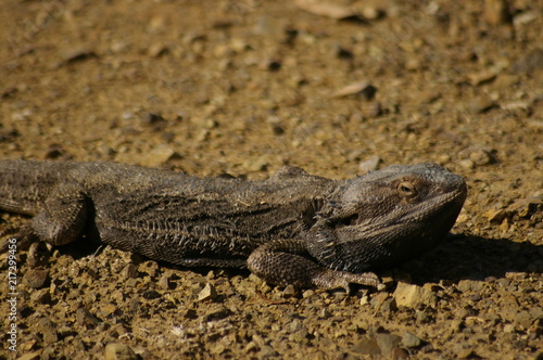 Wild Bearded Dragon lizard sunning on a dirt road in rural New South Wales  Australia