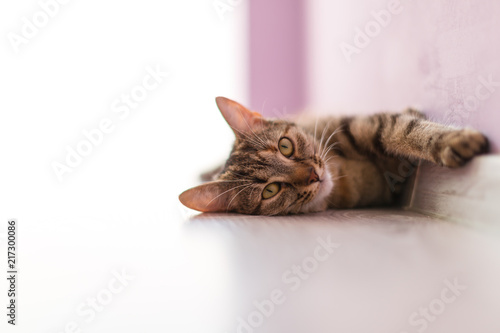 Fototapeta Naklejka Na Ścianę i Meble -  Cat relaxing on the floor 