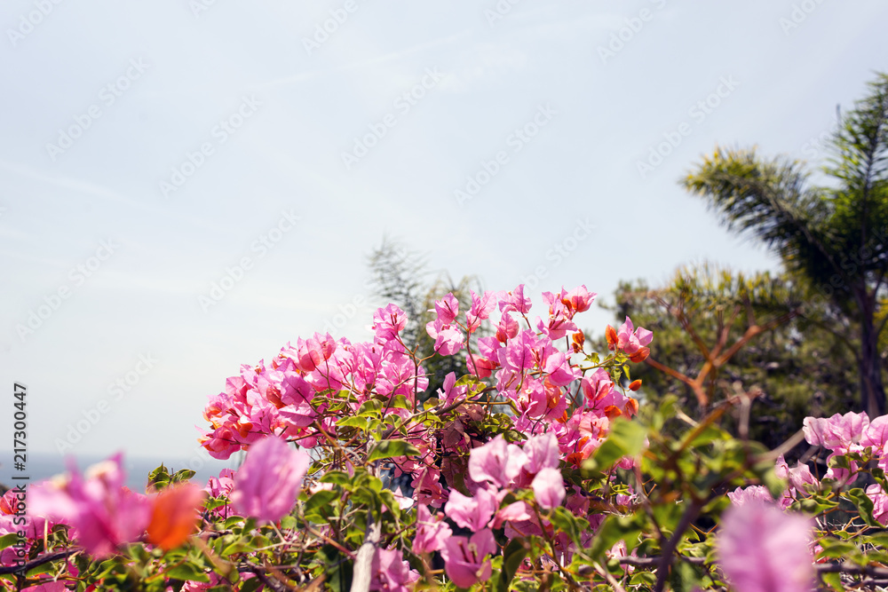 Pink flowers, palm trees and plants in a garden in Malibu, California