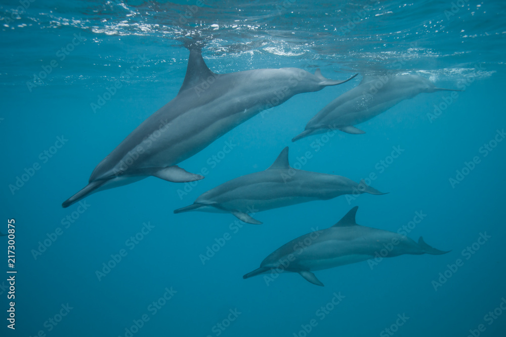 Swimming with a pod of dolphins in beautiful blue tropical water Swimming with a pod of dolphins in beautiful blue tropical water