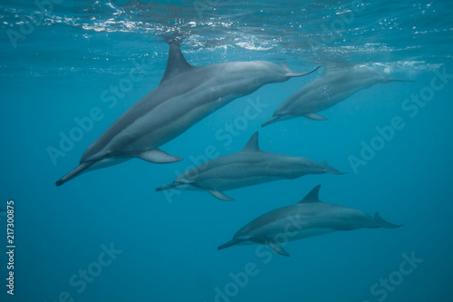 Swimming with a pod of dolphins in beautiful blue tropical water © DaiMar
