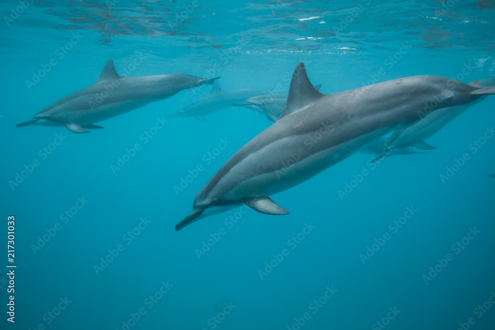 Swimming with a pod of dolphins in beautiful blue tropical water