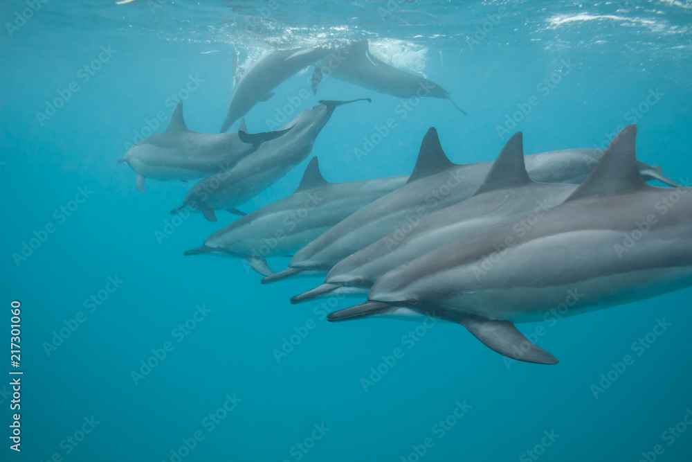 Swimming with a pod of dolphins in beautiful blue tropical water Swimming with a pod of dolphins in beautiful blue tropical water