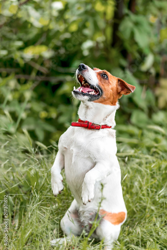 Portrait of adorable small white and red dog jack russel terrier standing on its hind paws and looking up outside on green grass blurred background