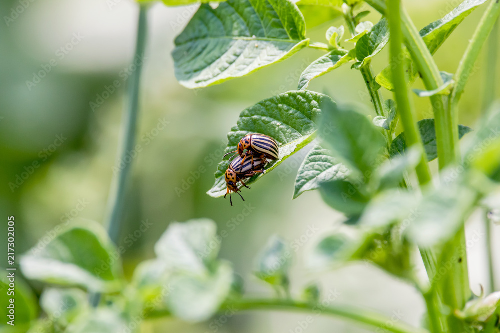 two Colorado beetles sitting on a green potato leaf two Colorado beetles sitting on a green potato leaf