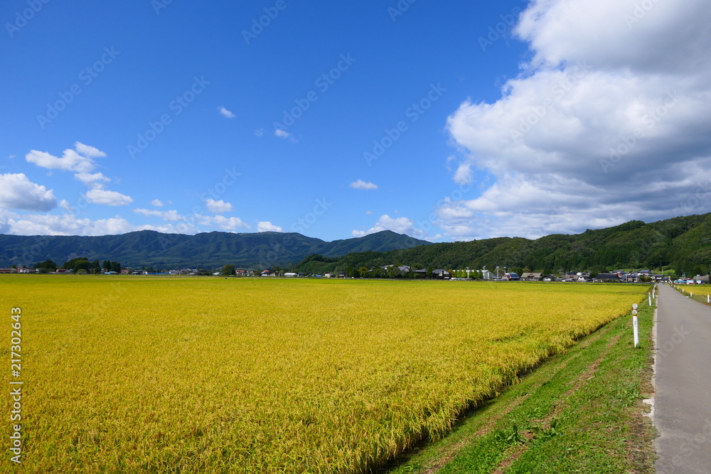 黄金色の田んぼ、秋の遠野を散策。遠野　岩手　日本。９月下旬。