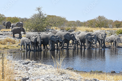 Afrikanische Elefanten (loxodonta africana) am Wasserloch im Etosha Nationalpark (Namibia)