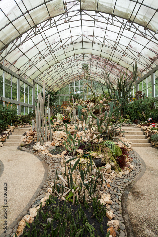 Cactus and succulent plant inside the greenhouse with glass roof