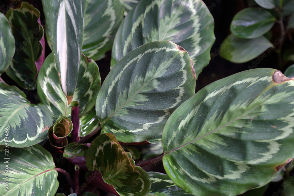 Thick juicy leaf of a large green plant
Thick juicy leaf of a large green plant