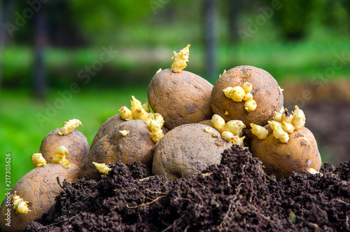 Seed potatoes on the ground