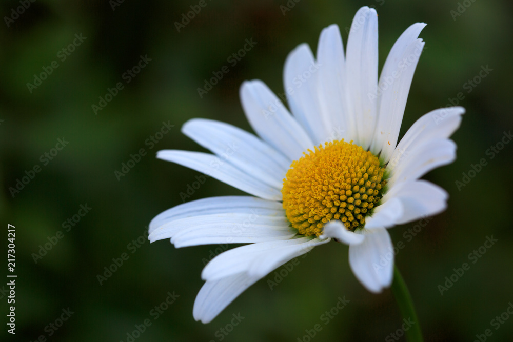 Macro Shot of white daisy flower in sunset light. Macro Shot of white daisy flower in sunset light.