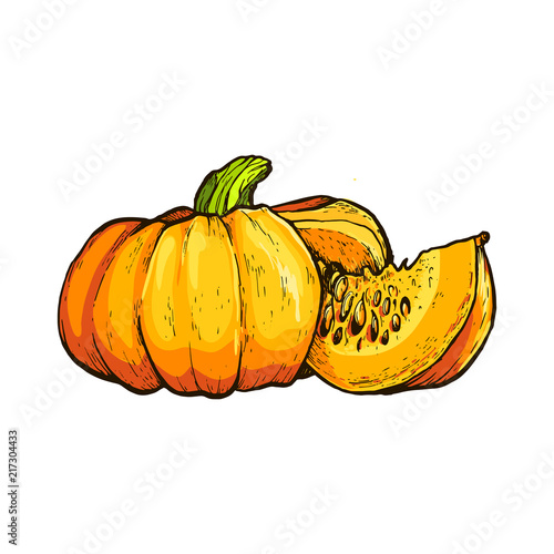 Colorful pumpkin vector drawing. photo