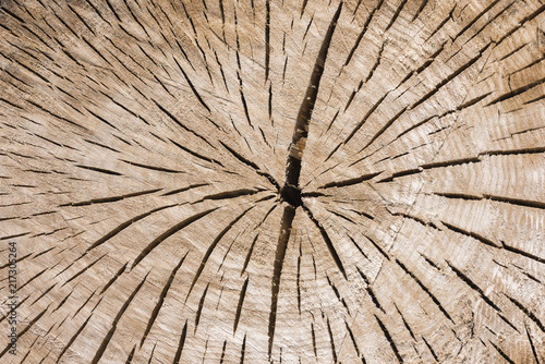 Baumstamm mit Jahresringen und Holzmaserung als Hintergrund