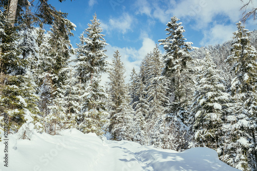 Verschneite Winterlandschaft in den Bergen, schneebedeckte Bäume 