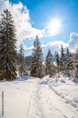 Verschneite Winterlandschaft in den Bergen, schneebedeckte Bäume  © Patrick Daxenbichler