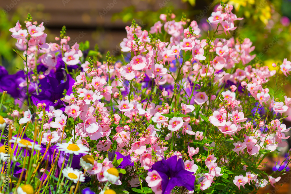 Obraz premium Beautiful, Summer garden with amazing blossom in big flowerpots