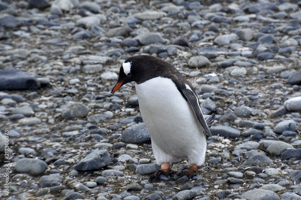 Naklejka premium Penguins in Antarctica