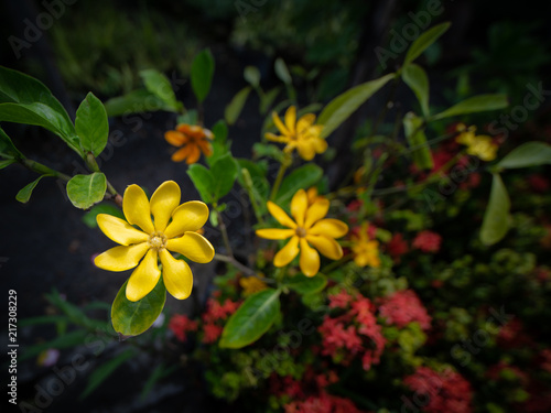 Yellow Gardenia Flowers Blooming