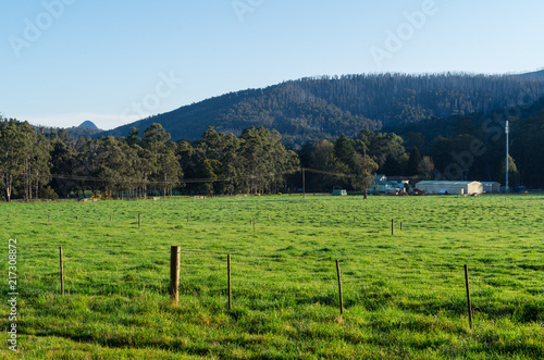 Lush green meadow of a farm outside Marysville in Australia.