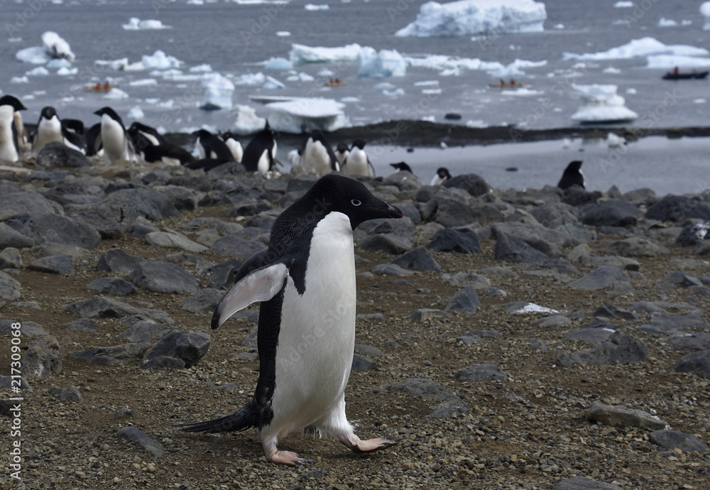 Fototapeta premium Penguins in Antarctica