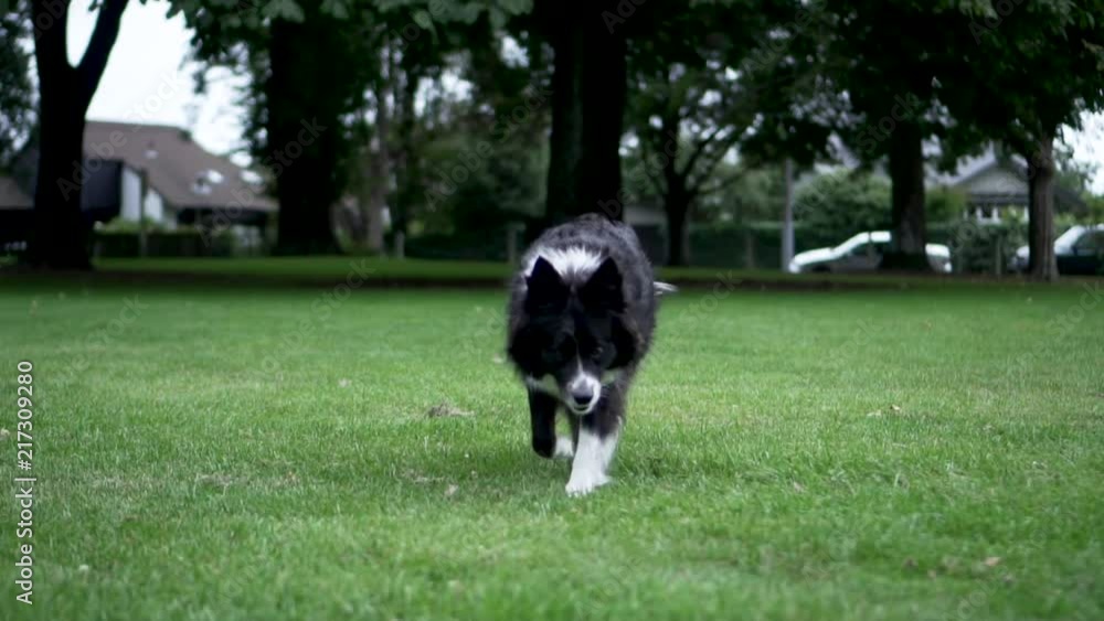 Border Collie running in a park, slow motion Border Collie running in a park, slow motion