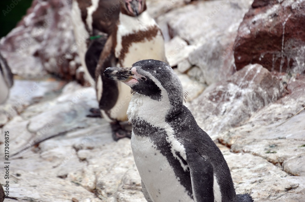 Naklejka premium Peruvian Penguin (Spheniscus humboldti) standing on a rock at Zoo. The penguin is black and white. Another two brown and white are in background. Selective focus. Front side portrait