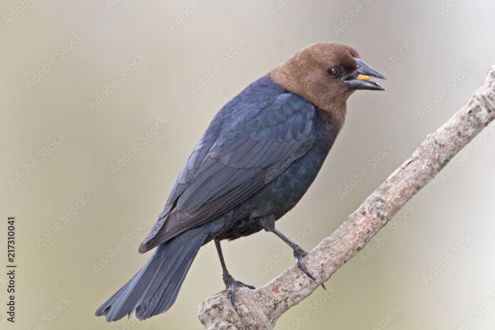 Naklejka premium Male Brown-headed Cowbird, Molothrus ater, eating