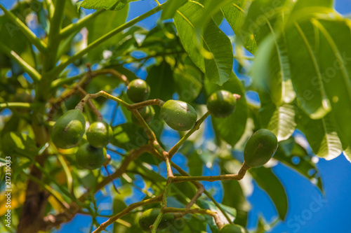 A branch full of Ambarella fruits (Spondias dulcis) also known as Kedondong, Golden Apple, June Plum hanging on a tree in Malaysia. It is popular to put dried fruits in a drink in SE Asian cuisine. 